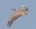 /album/photogallery/pionk-backed-pelican-in-flight-jpg/
